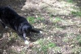 A Labrador Retriever in the Grass