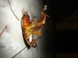The Extermination