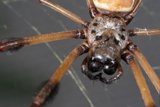 Gazing into the World of a Garden Spider