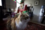 Feline Holiday Cheer