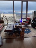 Cozy Living Room with Canine Companion