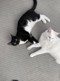 Feline Friends