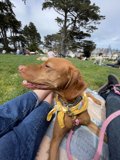 Canine Companionship