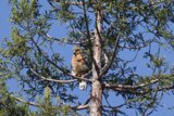Perched Majesty