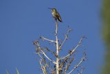 Morning Serenade from a Feathered Friend