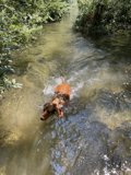 Puppy Paddle