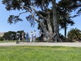 Gathering around the majestic tree