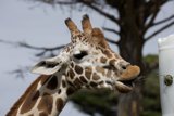 Brunch at SF Zoo