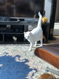 Feline Entertainment