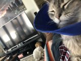 The Blue-Cone Cat