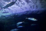 Vibrant Symphony of the Sea: An Aquarium's Treasure
