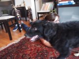Black Labrador Retriever lounges on Hardwood Rug