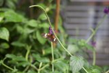 Nature's Serenity: A Butterfly Encounter