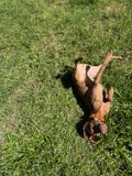 **Blissful Roll in the Sunshine**