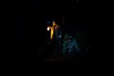 The Enigmatic Lantern Bearer