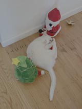 White Cat Playing with Christmas Toys