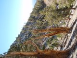 Barren Land