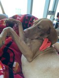 Cozy Canine Companion