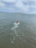 Doggy Paddle in the Golden Gate
