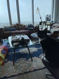 Feline Lounging in a Chic San Francisco Living Room