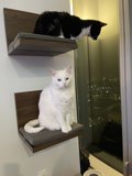 Two Cats Posing on a Wooden Shelf
