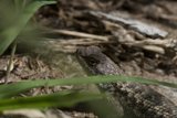 Lurking in the Leaves