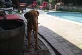 Poolside Pup