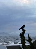 City Crow
