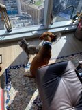 Furry friends enjoying a sunny view