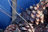 Pine Cones Against Blue Sky at Yosemite