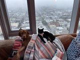 Urban Living Room Pals