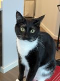 Black and White Cat on a Red Rug