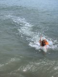 Fun in the Sun with Fido