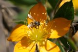 Busy Bee on a Yellow Flower