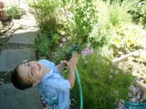 Herbal Gardening
