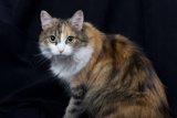 Feline on Black