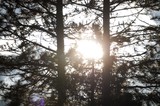 Sunburst Through Silhouetted Pine Trees at Dawn
