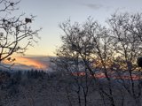Serene Sunset on a Majestic Tree