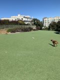 Puppy Playtime at Lafayette Park