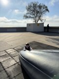 **Rooftop Explorations**