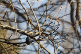 A Moment Among the Branches