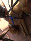 Under the Chair