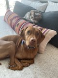 Canine and Feline Comfort