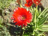 Ruby Blossom