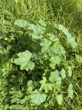 Lush Green Geranium Plant in Golden Gate Park