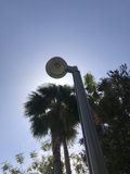 Palm Tree and Street Light