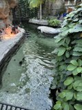 Serenity by the Pond