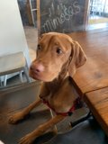 A Canine at the Table