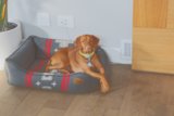 Resting Pup on Hardwood Floor