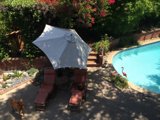 A Dog's Summer Retreat